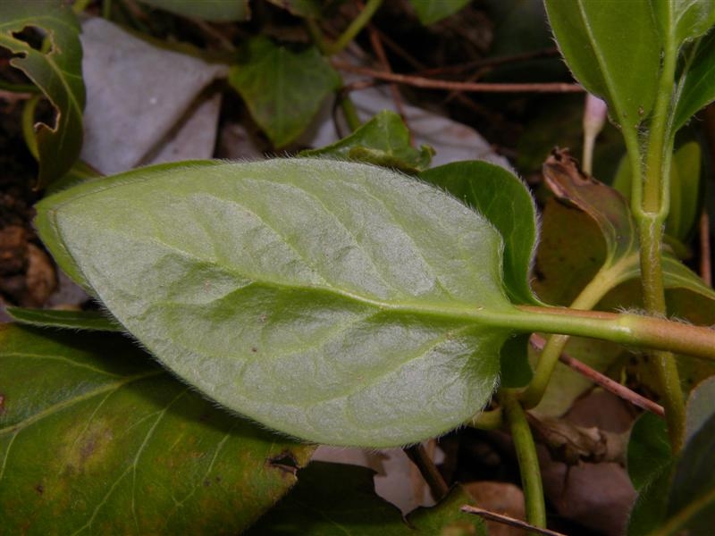 Fiori viola -  Vinca major